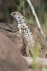 Close up of a lava lizard on Santa Fe Island, Galapagos Island, Ecuador, South America.
