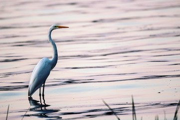Egret on Water