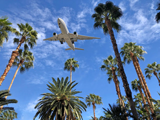 Airplane flying above Florida palm trees on blue sky