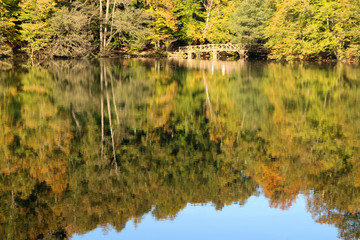 autumn leaves reflecting in water