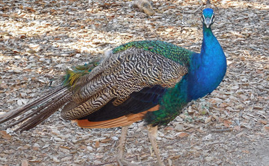 Fototapeta premium Brightly colored male peacock