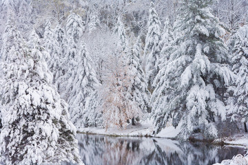 Snow covered trees reflected in a pond, Stowe, Vermont, USA