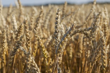 Fototapeta premium Close up view of part of wheat field. Yellow summer background. Agriculture concept. 