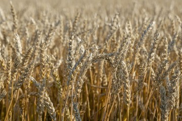 Close up view of part of wheat field. Yellow summer background. Agriculture concept.	