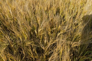 Gorgeous view of rye field. Agriculture concept. Beautiful nature backgrounds.