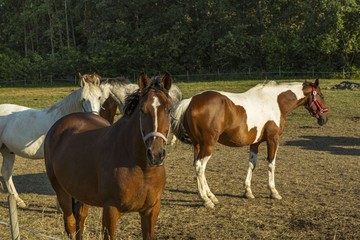 Group of colorful horses on rest in field. Animals concept. Beautiful animals backgrounds.