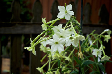 Beautiful close up of white and yellow trumpet like flowers, wet from rain, of the night blooming...