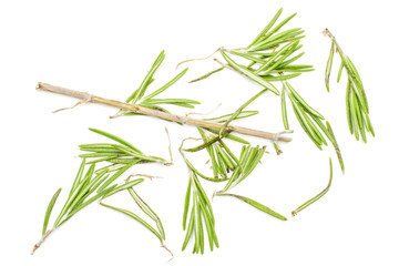 Lot of pieces of fresh evergreen sprig of rosemary flatlay isolated on white background