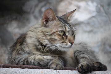 cat with green eyes in the garden
