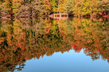 autumn leaves reflecting in water
