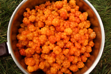 Cloudberries
