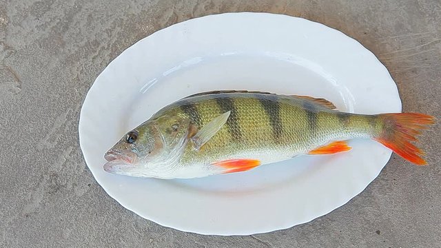 fish perch plate stone background