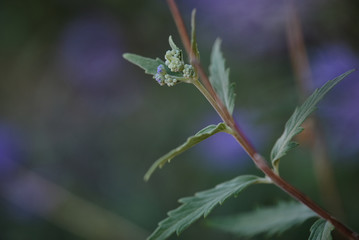Budding plant
