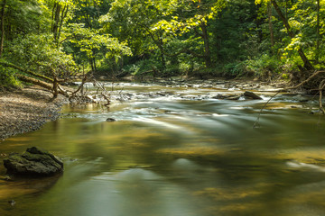 river in the forest