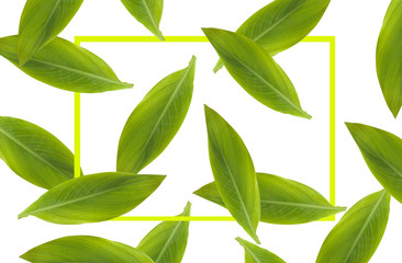 Monstera deliciosa and yellow palm tropical leaves isolated on white background