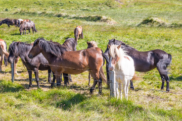 Herd of iceland ponys on green meadow in summer 2017