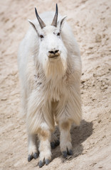 Mountain goat in the wild