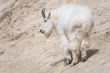 Obraz premium Mountain goat in the wild