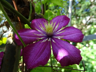 purple flower in garden