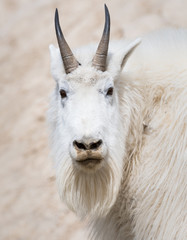 Mountain goat in the wild