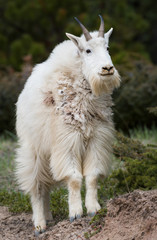Mountain goat in the wild