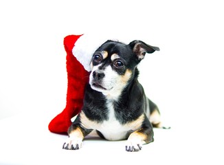 Mix breed dog with a Santa Claus hat on