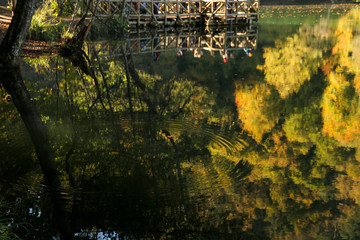 autumn leaves reflecting in water