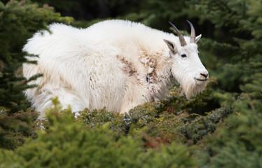 Obraz premium Mountain goat in the wild
