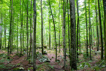 beautiful forest in Triglav National park, Slovenia