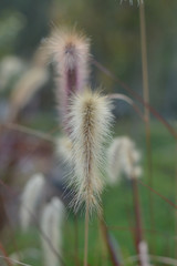 Poaceae Flower in garden, Selective Focus