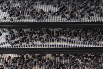 Food Dehydrator with blueberry