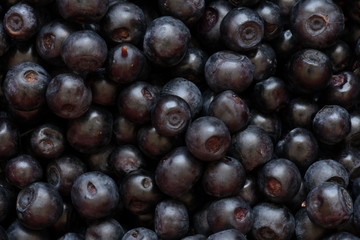 fresh blueberries
