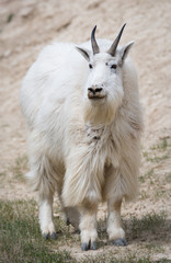 Obraz premium Mountain goat in the wild