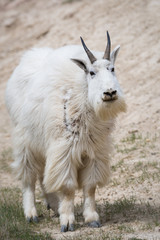 Mountain goat in the wild