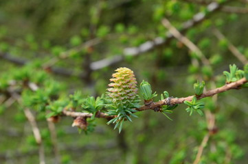 Pine tree branch with young cones
