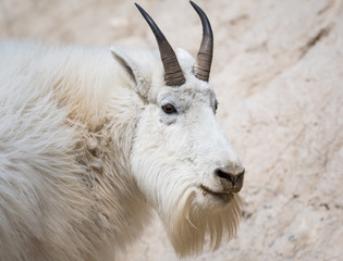 Mountain goat in the wild