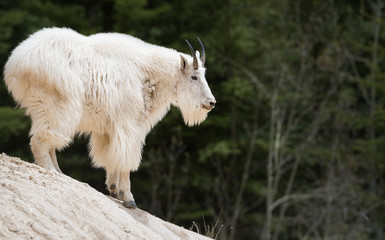 Mountain goat in the wild - 282536995