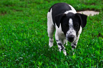 Cute dog runs on a green lawn