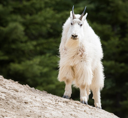 Mountain goat in the wild