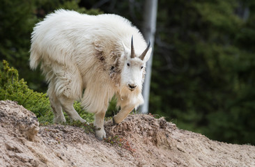 Obraz na płótnie Canvas Mountain goat in the wild