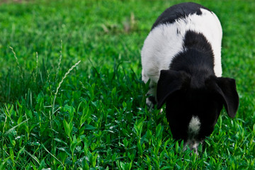 Obraz premium Dog plays on a green lawn in summer close up