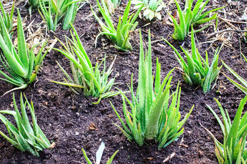 Obraz premium Savila