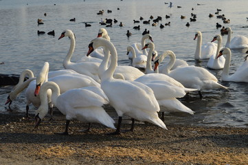 Flock of swans on the lake