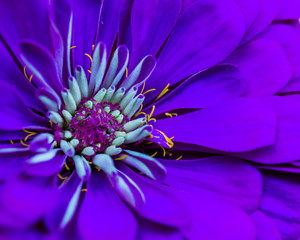 Macro close up of middle Purple flower with detailed stamen