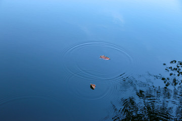 autumn leaves reflecting in water