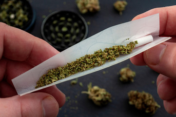 Preparing a joint and drug paraphernalia concept theme with close up man hands rolling a joint with herb girder to grind a cannabis buds in the background - obrazy, fototapety, plakaty