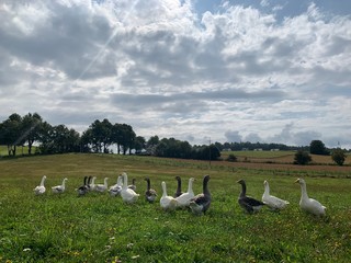 flock of geese on meadow © Magda