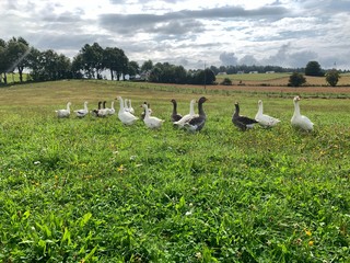flock of geese in field © Magda
