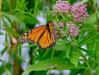 Monarch butterfly