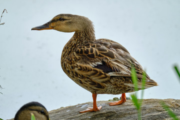 Duck